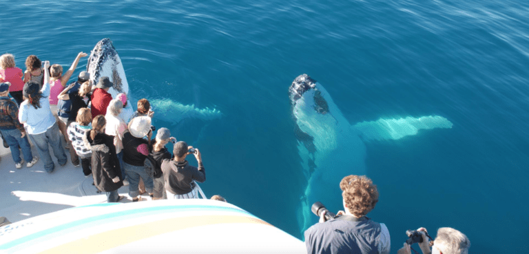 Whats On Noosa Whale Watching01